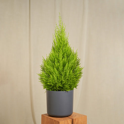 Zimmerzypresse Goldcrest